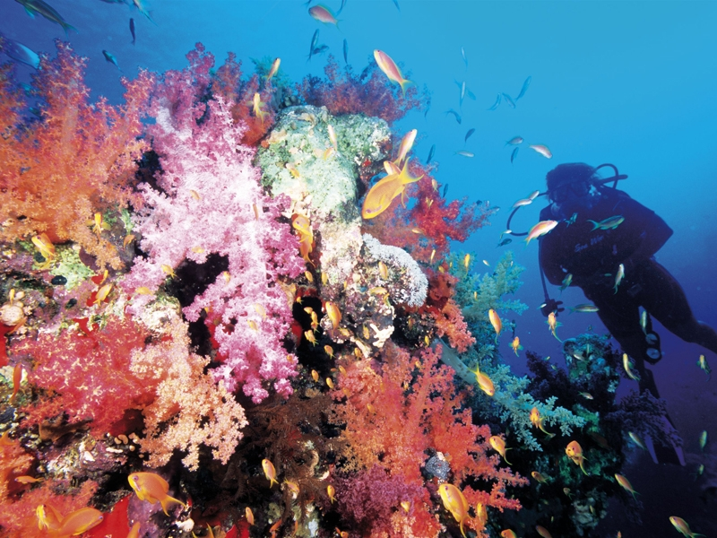 Octocoralli Multi-colori